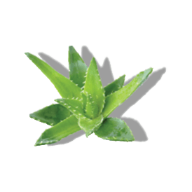 ALOE LEAF JUICE ALOE LEAF JUICE