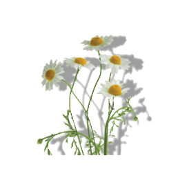 CHAMOMILE FLOWER EXTRACT CHAMOMILE FLOWER EXTRACT