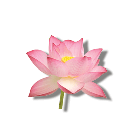 LOTUS FLOWER EXTRACT LOTUS FLOWER EXTRACT