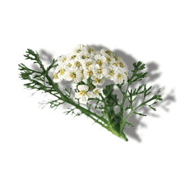YARROW EXTRACT YARROW EXTRACT
