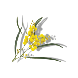 WATTLESEED WATTLESEED