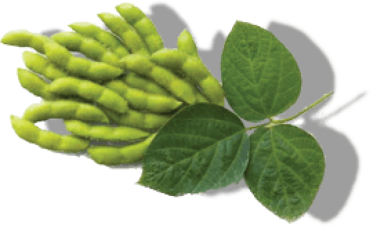 SOYBEAN OIL